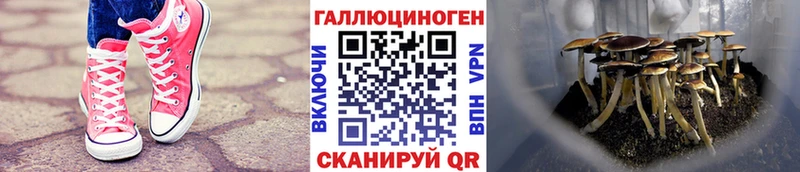 Галлюциногенные грибы Psilocybe  Бугуруслан 